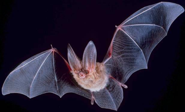 Wing membranes (patagia) of Townsend's big-eared bat, Corynorhinus townsendii