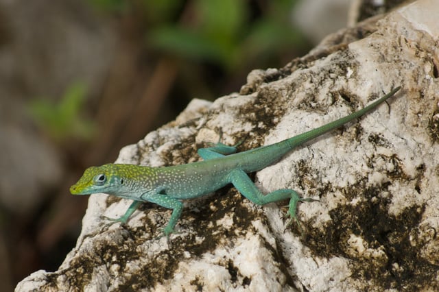 Norops conspersus
