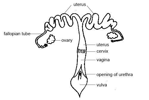 Diagram of the female rabbit reproductive system with main components labeled.