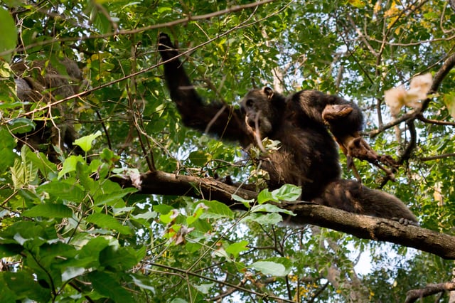 Adult male Eastern chimpanzee snatches a dead bushbuck antelope from a baboon in Gombe Stream National Park