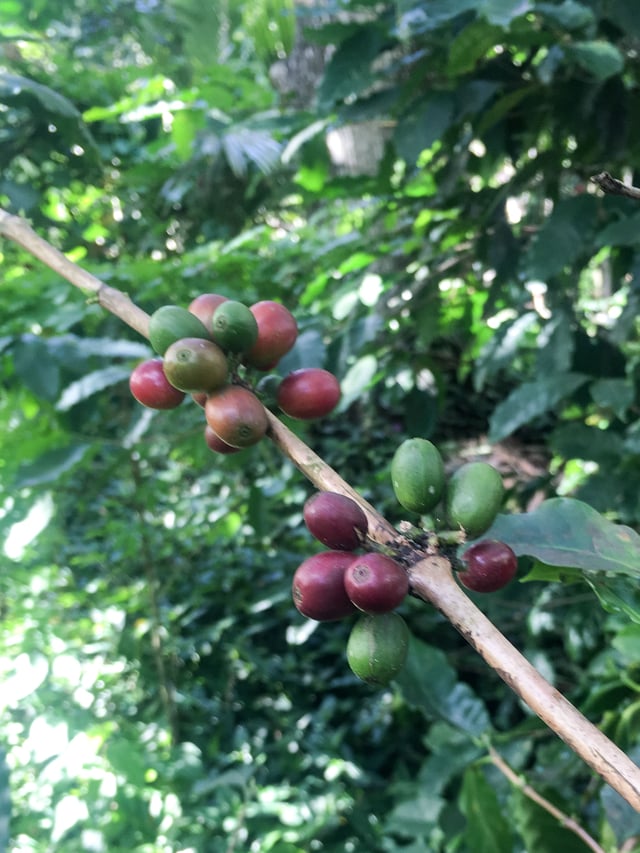Arabica coffee berries on the bush