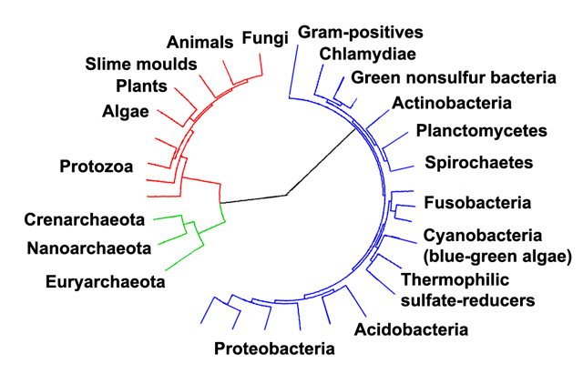 Phylogenetic tree showing the diversity of bacteria, compared to other organisms. Eukaryotes are coloured red, archaea green and bacteria blue.