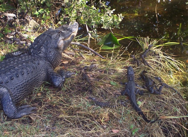 Alligators of various ages