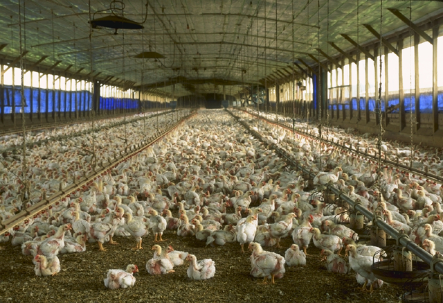 A commercial chicken house with open sides raising broiler pullets for meat