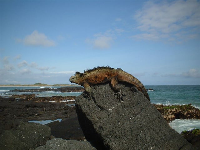 Galápagos marine iguana.