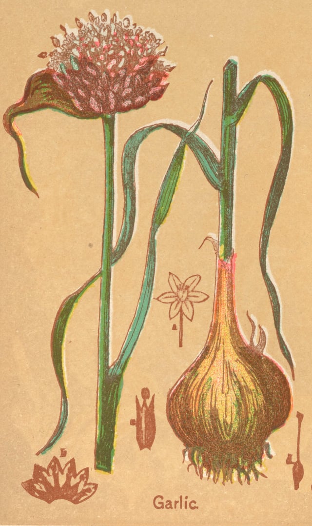 Garlic, from The Book of Health, 1898, by Henry Munson Lyman