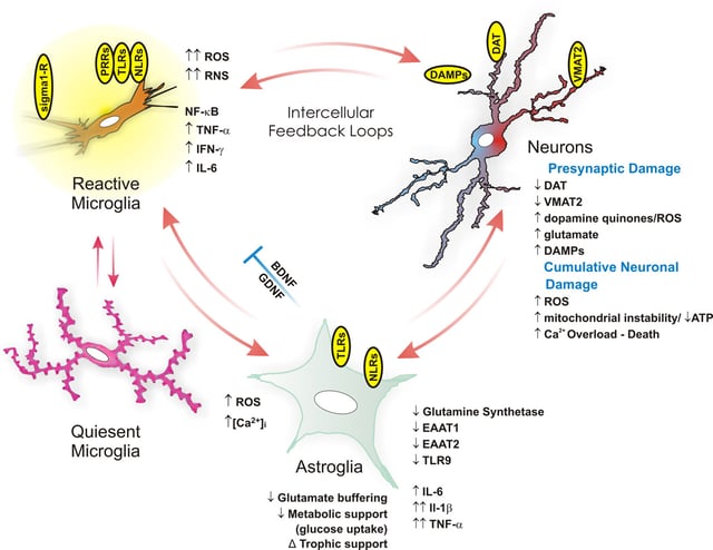 This diagram depicts the neuroimmune mechanisms that mediate methamphetamine-induced neurodegeneration in the human brain. The NF-κB-mediated neuroimmune response to methamphetamine use which results in the increased permeability of the blood–brain barrier arises through its binding at and activation of sigma receptors, the increased production of reactive oxygen species (ROS), reactive nitrogen species (RNS), and damage-associated molecular pattern molecules (DAMPs), the dysregulation of glutamate transporters (specifically, EAAT1 and EAAT2) and glucose metabolism, and excessive Ca2+ ion influx in glial cells and dopamine neurons.