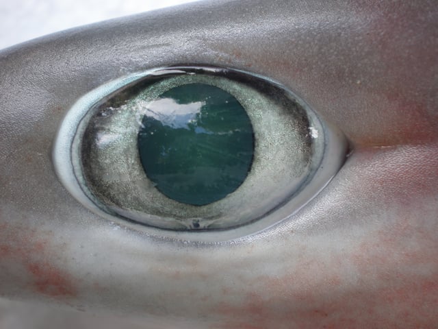 Eye of a Bigeyed sixgill shark (Hexanchus nakamurai)
