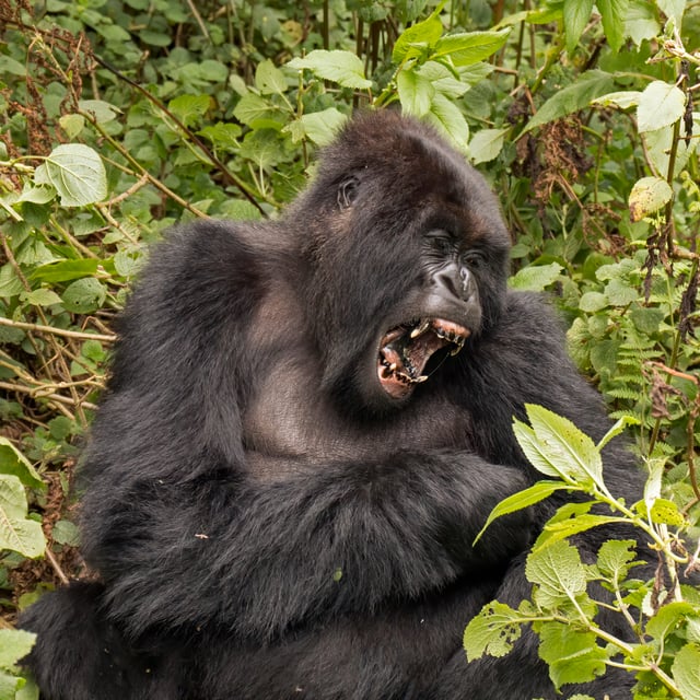 The endangered Mountain Gorilla, half of its population live in the DRC's Virunga National Park, making the park a critical habitat for these animals.