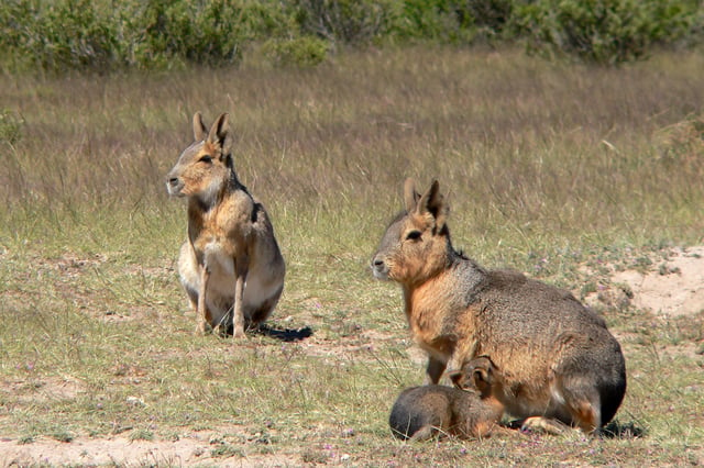 Two Patagonian maras with young, an example of a monogamous and communal nesting species
