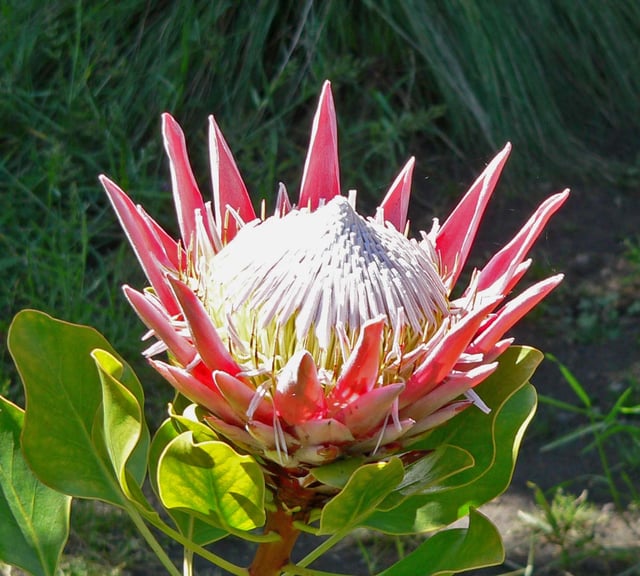 King protea, national flower