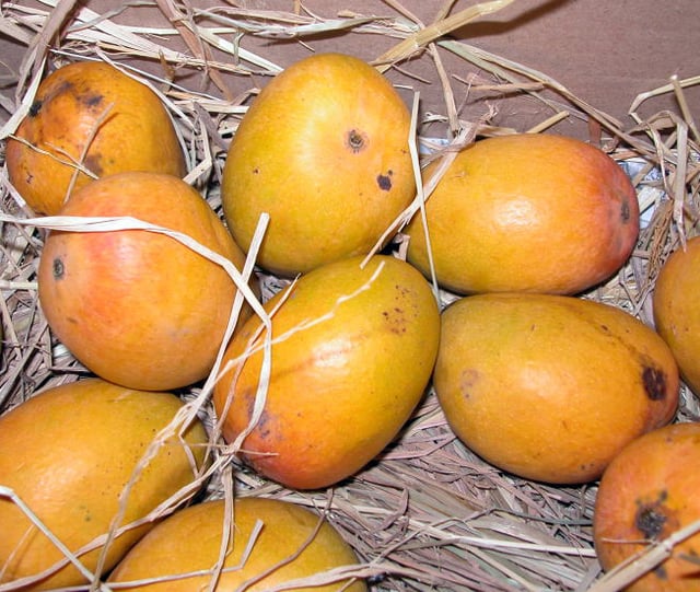 'Alphonso' mangoes named after Afonso de Albuquerque, who introduced the fruit to Goa
