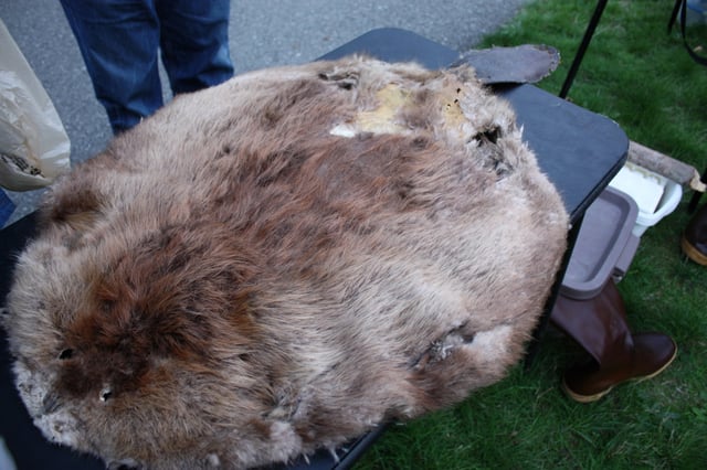 A beaver pelt. Beaver pelts was the driving force of the North American fur trade.