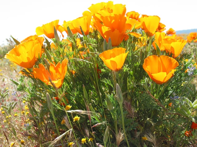 California poppies in Antelope Valley California Poppy Reserve