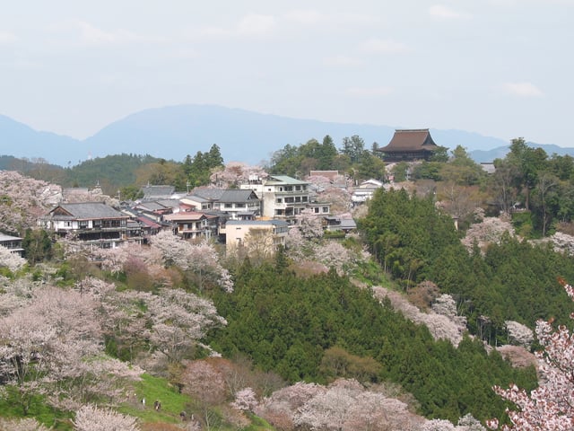 Cherry blossoms of Mount Yoshino have been the subject of many plays and waka poetry