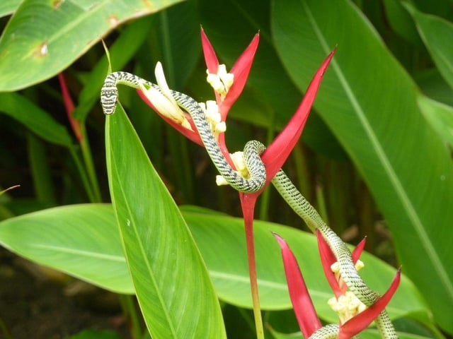 Golden tree snake climbing a flower