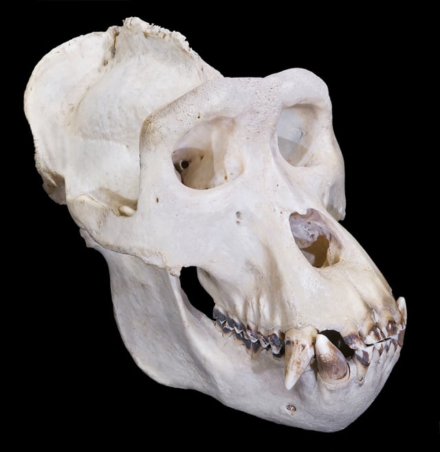 Male gorilla skull