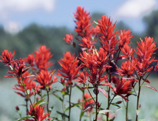 State flower of Wyoming: Indian paintbrush