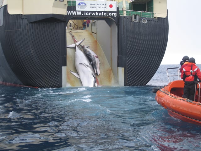 Japanese research ship whaling mother and calf minke whales.