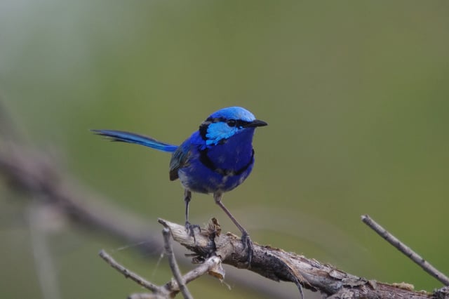 DNA analysis has shown that 60% of offspring in splendid fairywrens nests were sired through extra-pair copulations, rather than from resident males.