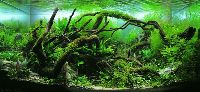 Aquascape evoking an overgrown cave and decaying trees