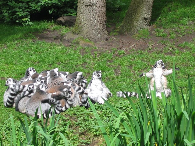A social huddle of ring-tailed lemurs. The two individuals on the right exposing their white ventral surface are sunning themselves.