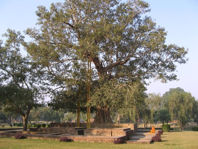Anandabodhi tree in Jetavana Monastery, Sravasti