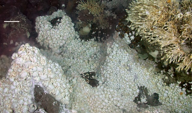 Dense mass of white crabs at a hydrothermal vent, with stalked barnacles on right