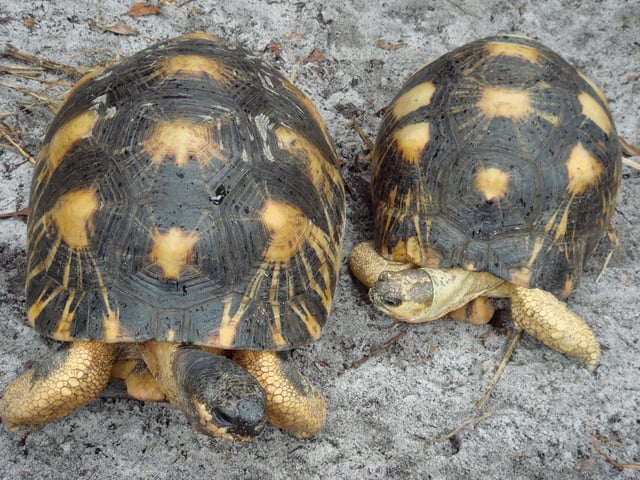 Male (left) and female (right) radiated tortoise