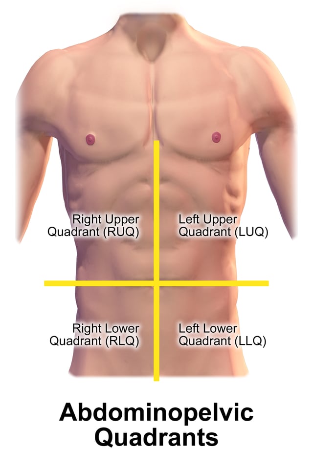 Quadrants of the abdomen