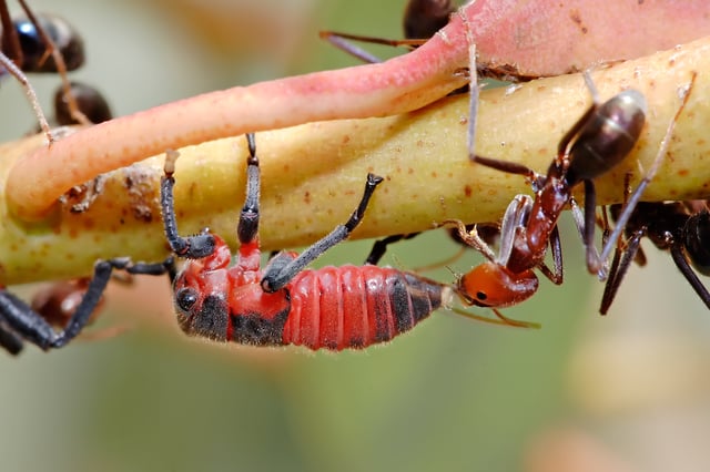 A meat ant tending a common leafhopper nymph