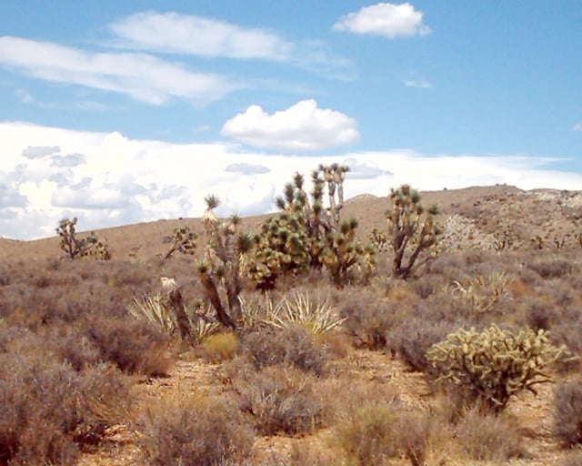 Joshua trees, yucca plants, and jumping cholla cactus occupy the far southwest corner of the state in the Mojave Desert