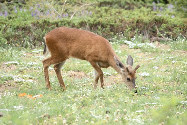 Mule deer are among the most common mammals in Thousand Oaks.