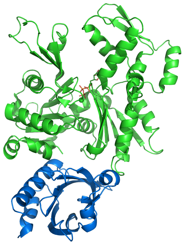 An actin (green) - profilin (blue) complex. The profilin shown belongs to group II, normally present in the kidneys and the brain.