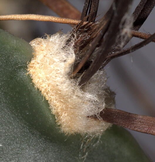 Close-up of an areole of Astrophytum capricorne showing fine wool
