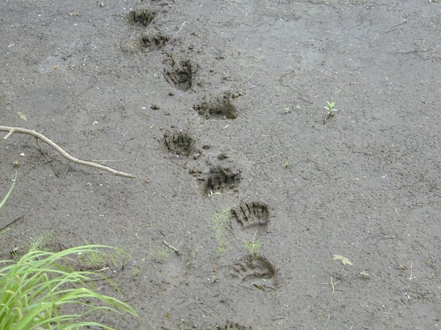 American black bear tracks at Superior National Forest, Minnesota, the United States of America