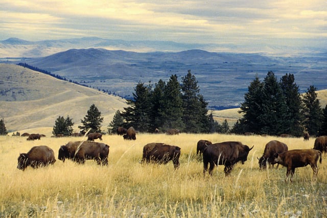 Bison herd grazing at the National Bison Range in Montana