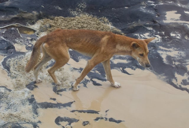 Emaciated dingo showing its usual "white socked" feet and scarring
