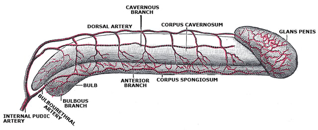 Anatomical diagram of a human penis 1