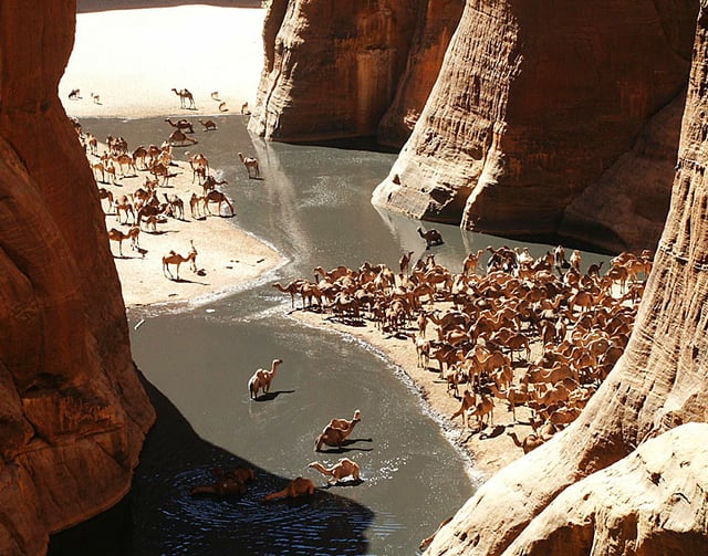 Camels in the Guelta d'Archei, in northeastern Chad