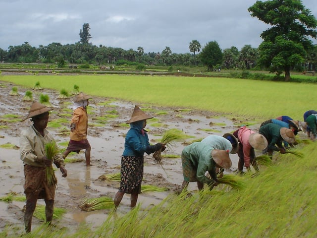Rice is Myanmar's largest agricultural product.