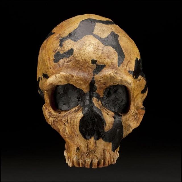 Shanidar 1, skull cast