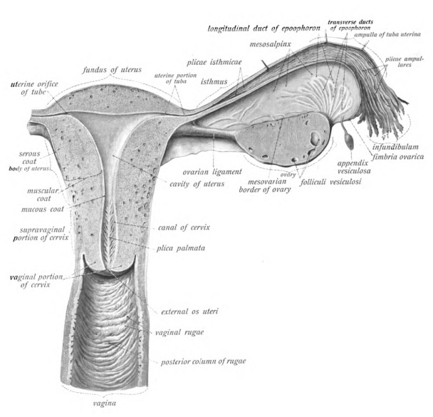 An illustration showing a cut-away portion of the vagina and upper female genital tract (only one ovary and fallopian tube shown).