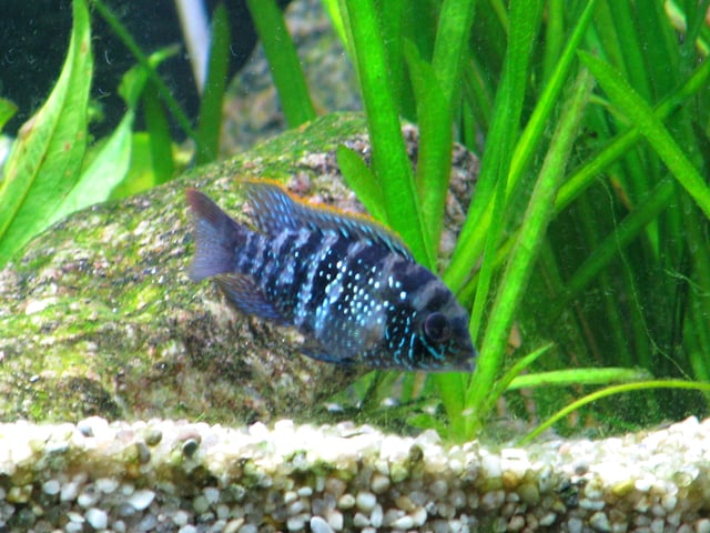 Aequidens pulcher, a common predator of guppies