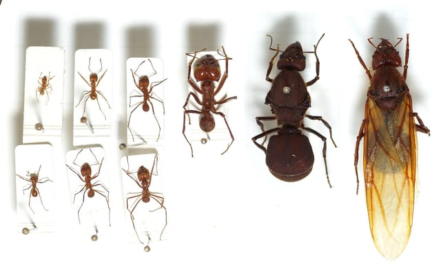 Seven leafcutter ant workers of various castes (left) and two queens (right)