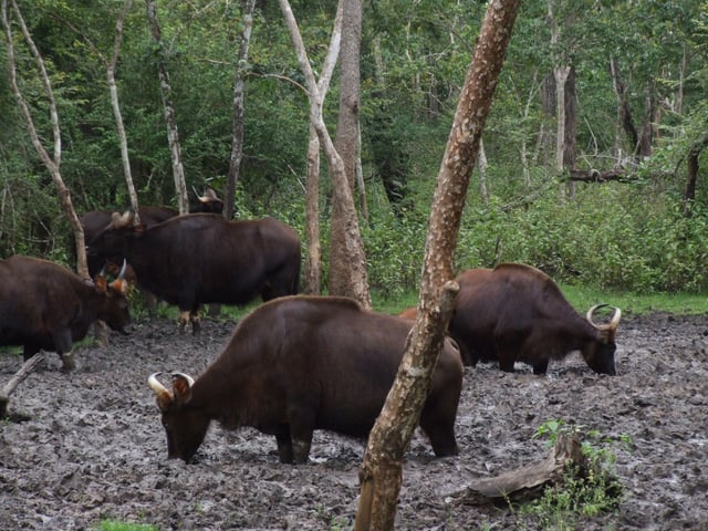 A gaur herd at a mineral lick in Nagarhole National Park at Kabini