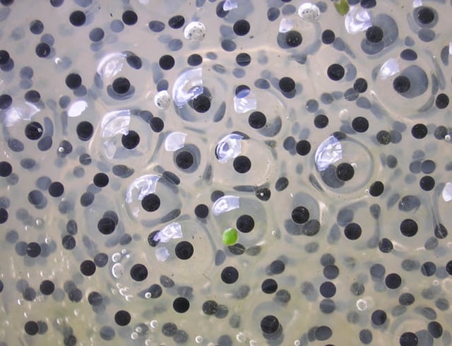 Frogspawn, a mass of eggs surrounded by jelly