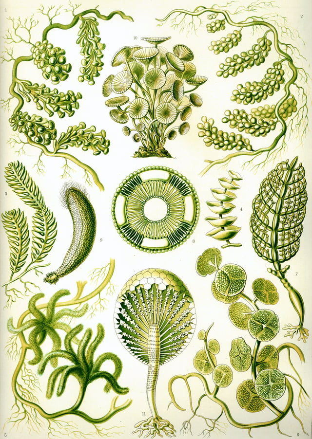 Green algae from Ernst Haeckel's Kunstformen der Natur