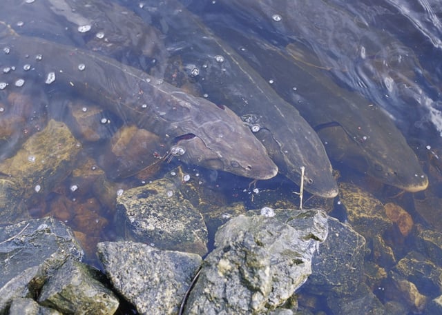 Lake sturgeon, the largest native fish in the Great Lakes and the subject of extensive commercial fishing in the 19th and 20th centuries is listed as a threatened species