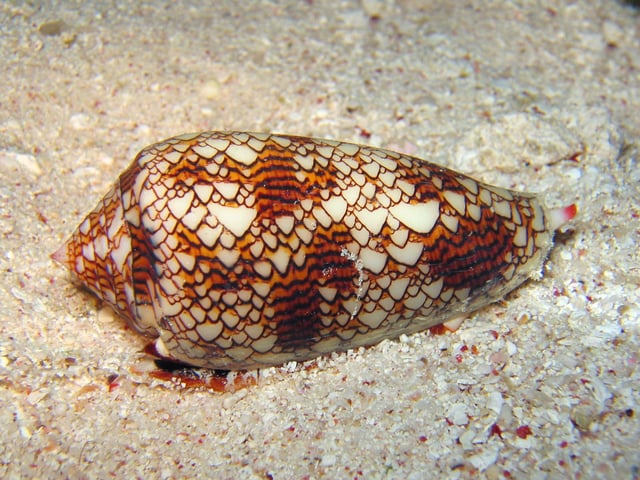 Live cone snails can be dangerous to shell collectors, but are useful to neurology researchers.